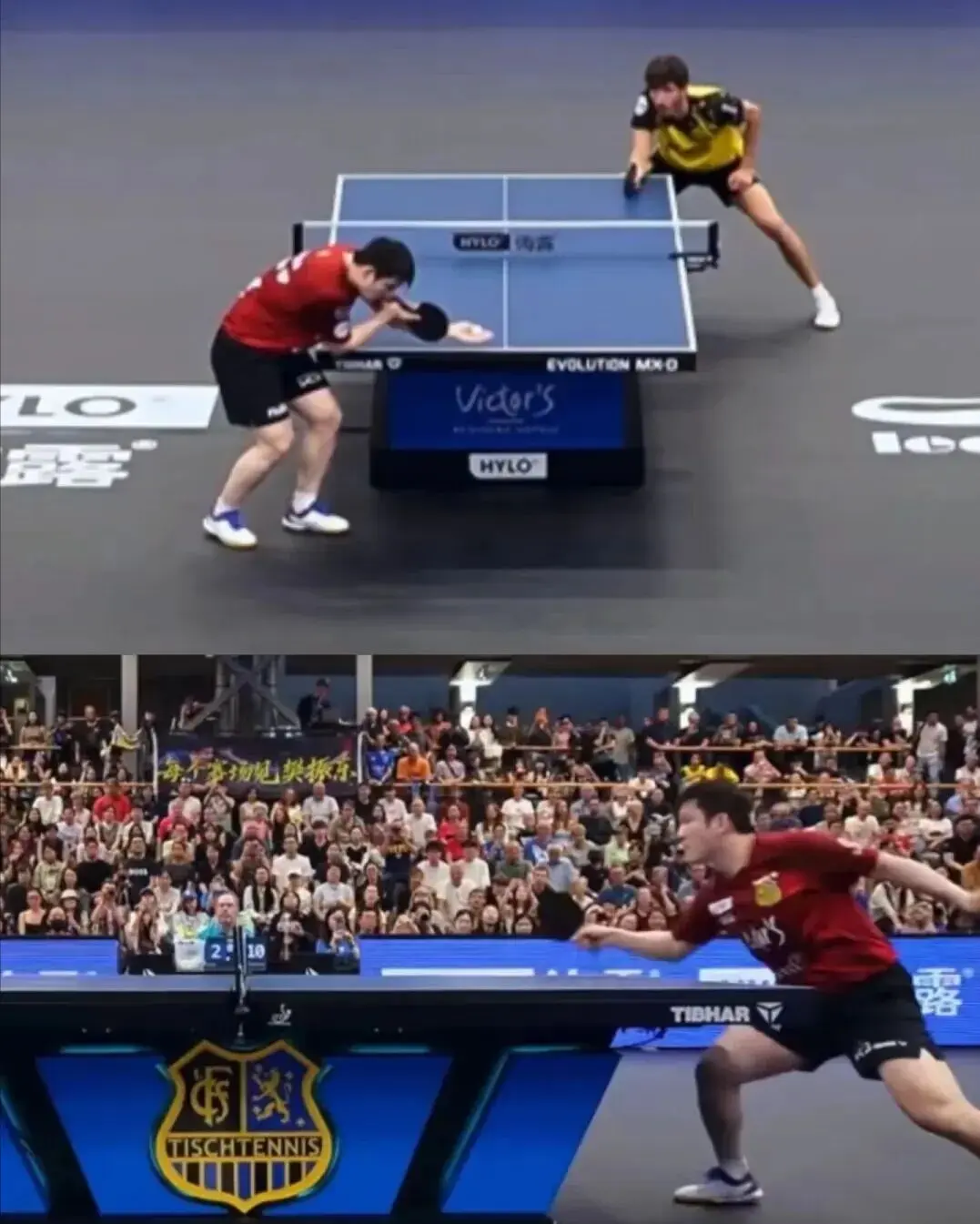 tenan, 樊振东出战 tenan, 樊振东出战